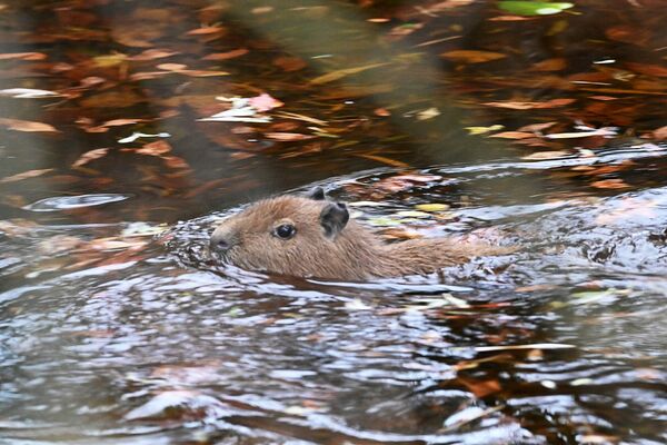 Foto: Rīgas Zoodārzs/Facebook Foto: Rīgas Zoodārzs/Facebook