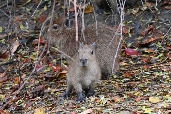Foto: Rīgas Zoodārzs/Facebook Foto: Rīgas Zoodārzs/Facebook