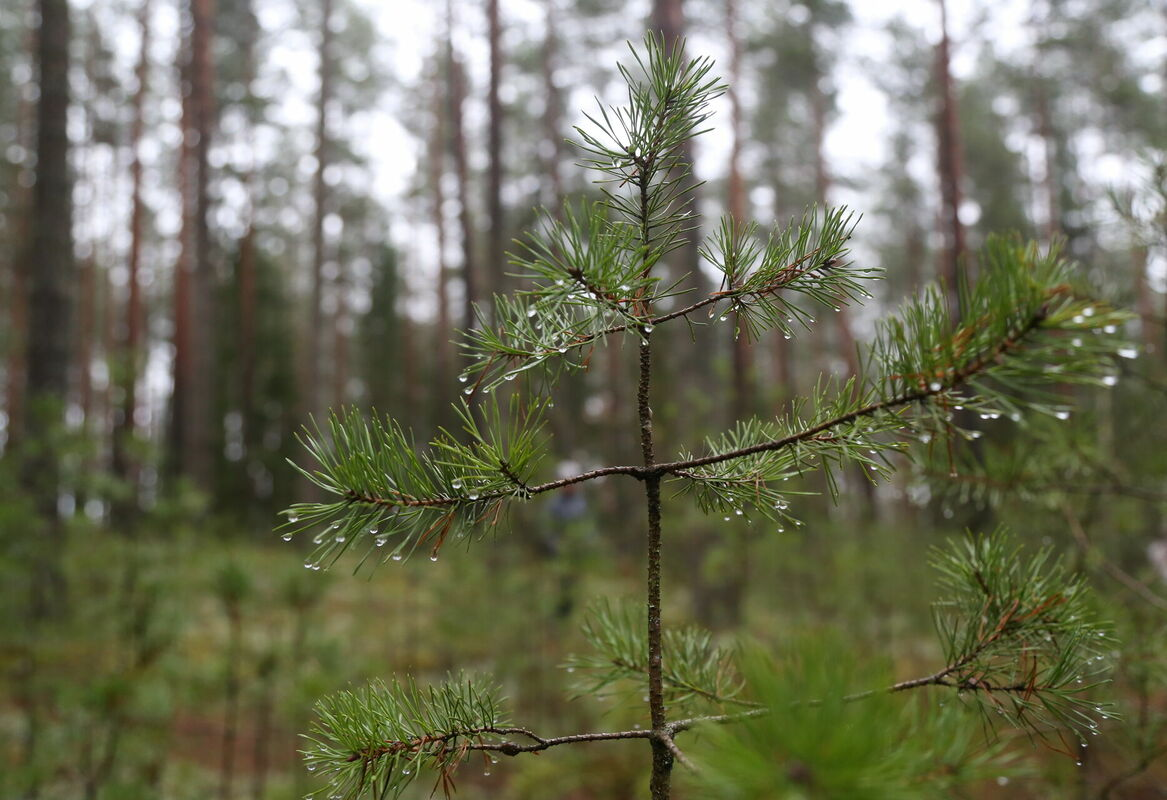 Mežs. Foto: Paula Čurkste/LETA Mežs. Foto: Paula Čurkste/LETA