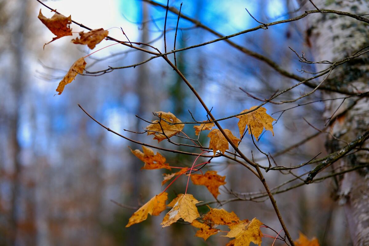 Foto: Unsplash Foto: Unsplash