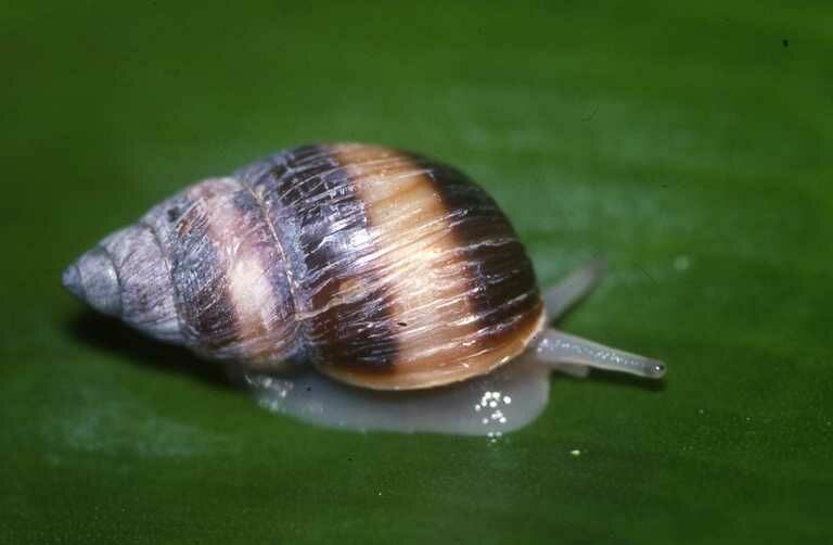 Gliemezis. Foto: Wikipedia/Simon J. Tonge Gliemezis. Foto: Wikipedia/Simon J. Tonge