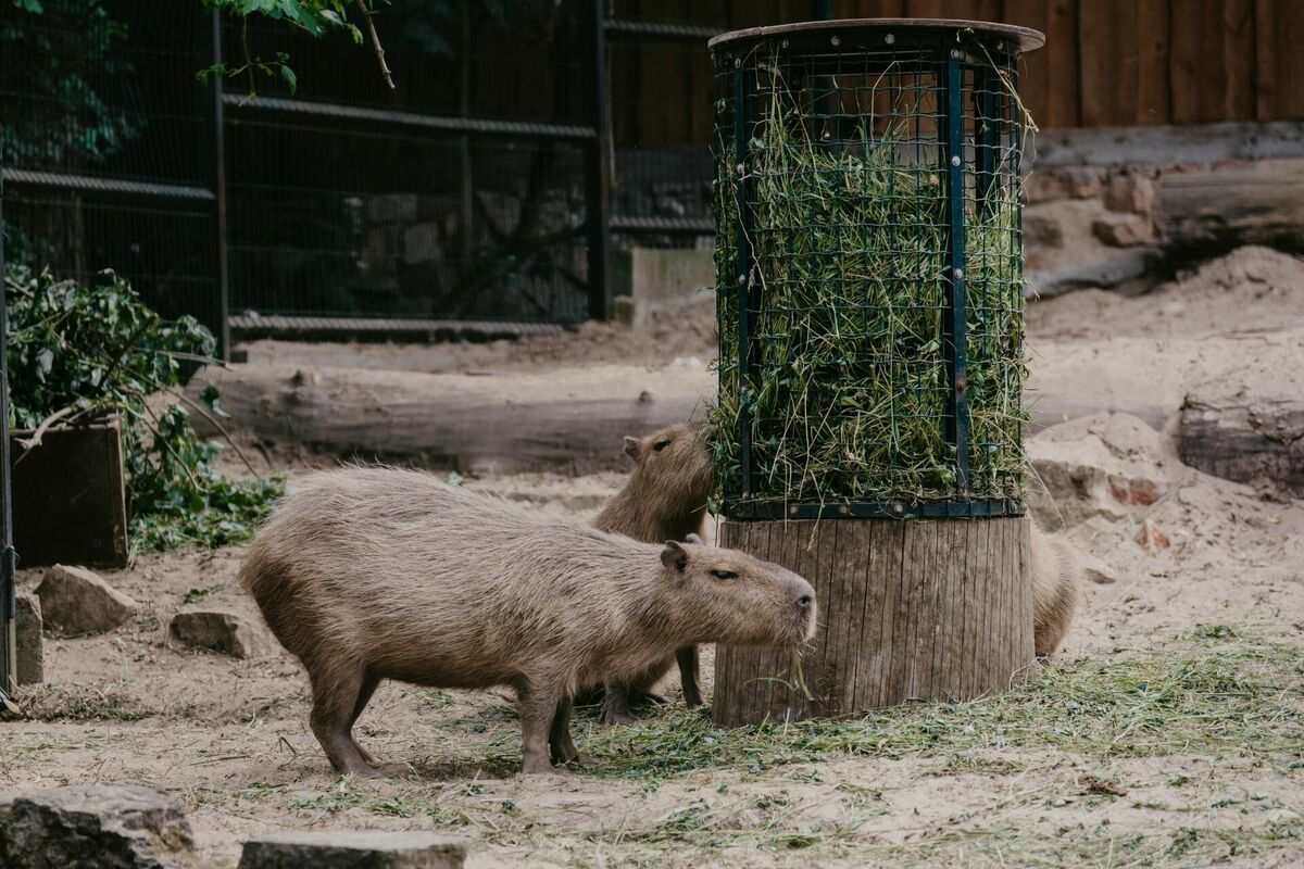 Kapibaras Rīgas Zooloģiskajā dārzā. Foto: Elīza Lindāne Kapibaras Rīgas Zooloģiskajā dārzā. Foto: Elīza Lindāne
