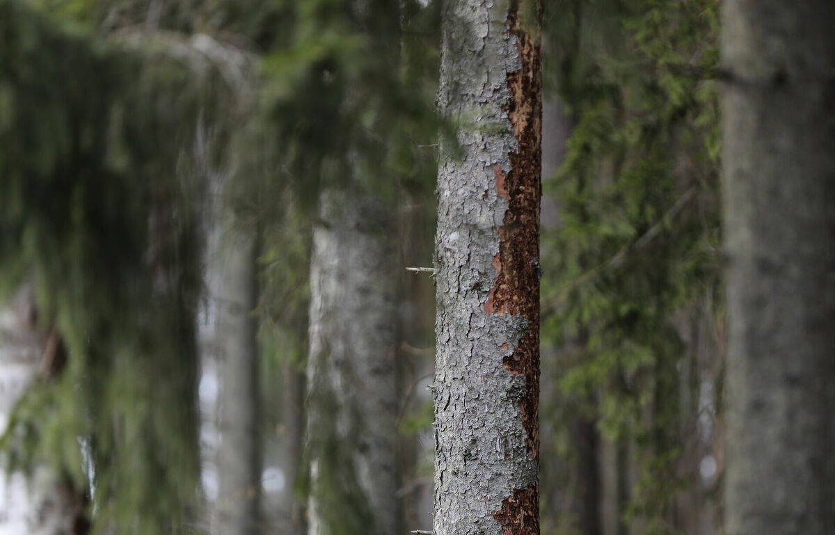Egļu astoņzobu mizgrauža postījumi. Foto: Evija Trifanova/LETA Egļu astoņzobu mizgrauža postījumi. Foto: Evija Trifanova/LETA