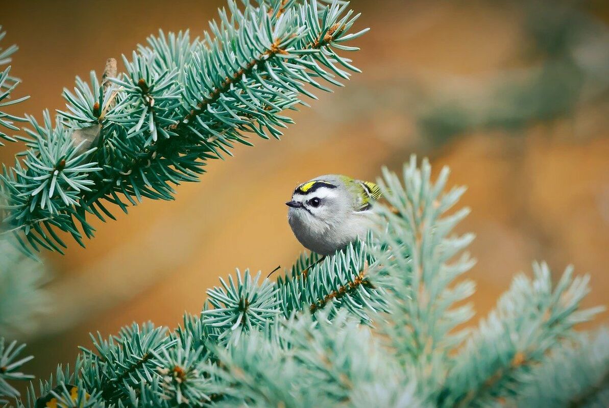 Foto: Pixabay Foto: Pixabay