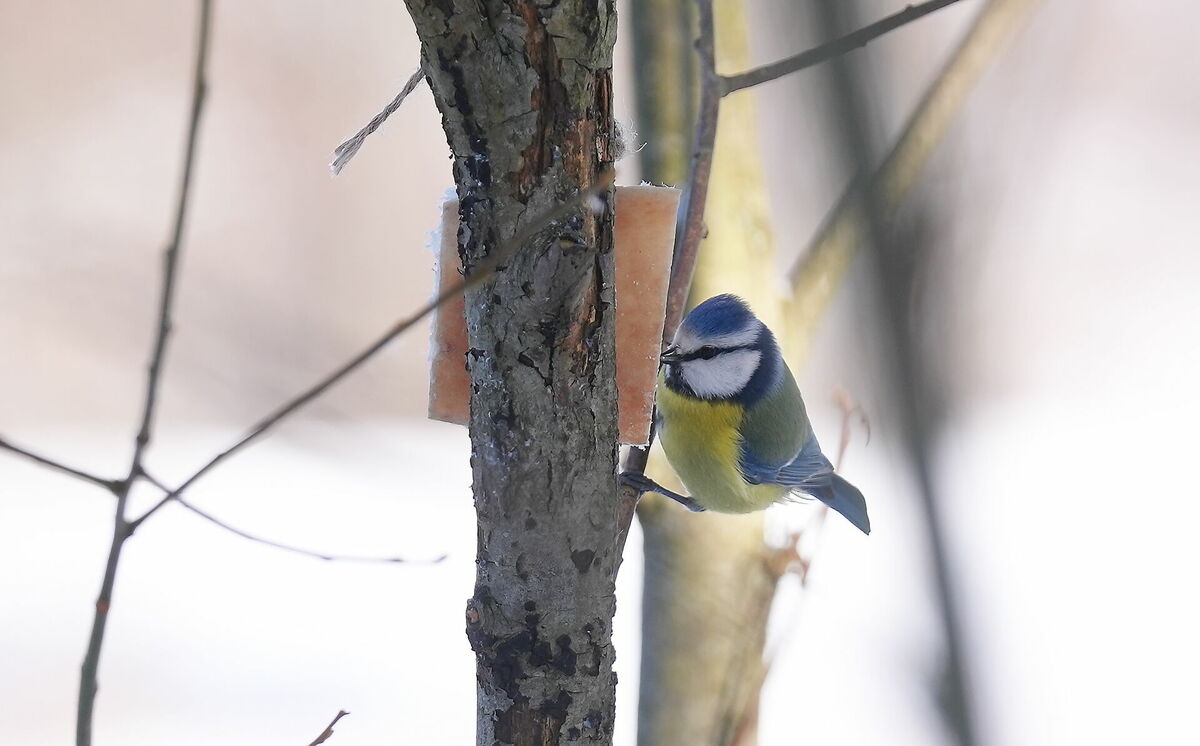 Foto: Evija Trifanova/ LETA Foto: Evija Trifanova/ LETA