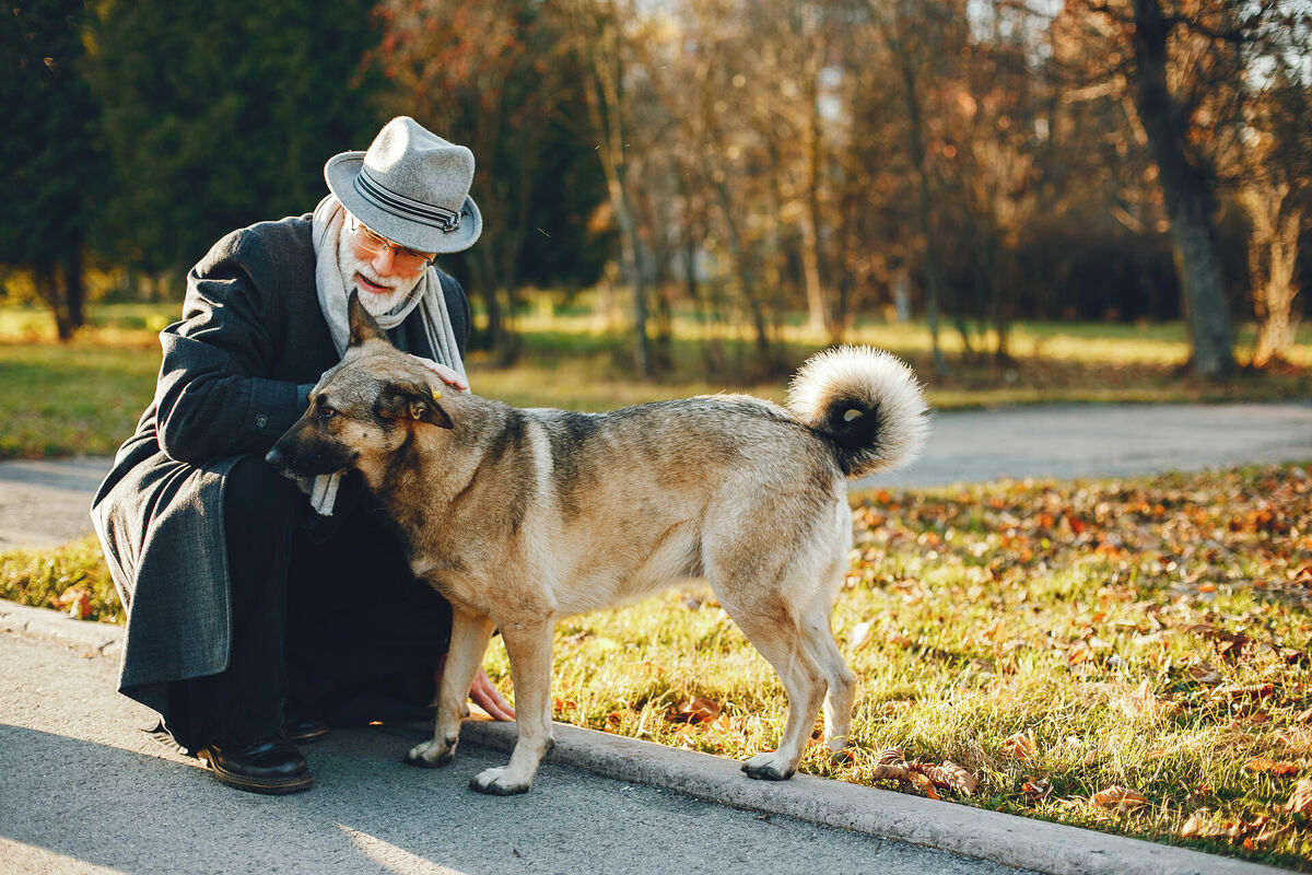 Locītavu problēmas un artrīts vecākiem suņiem. Foto: prostooleh, Magnific.com Locītavu problēmas un artrīts vecākiem suņiem. Foto: prostooleh, Magnific.com