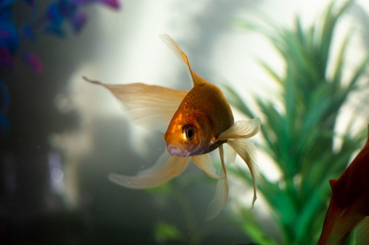 Zelta zivtiņa, Photo by Gabriel P from Pexels