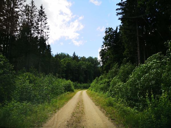 Meža taka, foto: Kurzemes plānošanas reģions