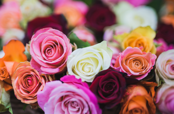 Ziedi, krāsainas rozes. Foto: David Bartus, Pexels