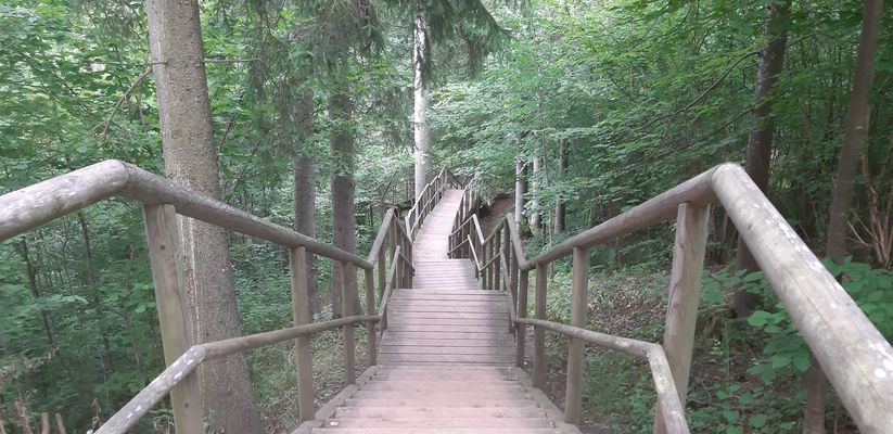 Koka kāpnes mežā ceļā uz Raunas Staburagu, foto: 1188
