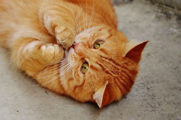 Kaķis (Pixabay.com)