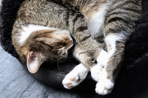 Kaķis guļ, foto - Pixabay