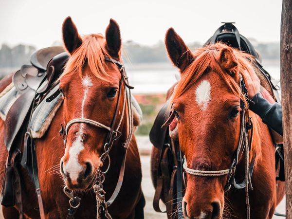 Zirgi, Photo by LĂZĂRESCU ALEXANDRA on Unsplash