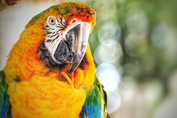 Papagaiļa knābis, papagailis, Photo by Allison Cochrane on Unsplash