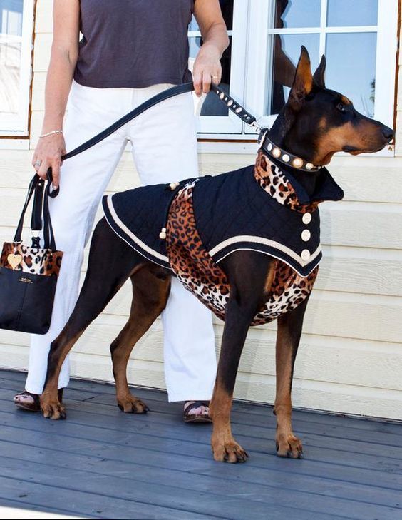 Suņu apģērbs, foto - Pinterest
