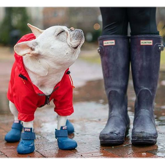 Suņu apģērbs, foto - Pinterest