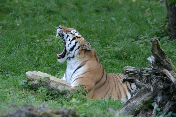 Amūras tīģeris (Rīgas Zoo)