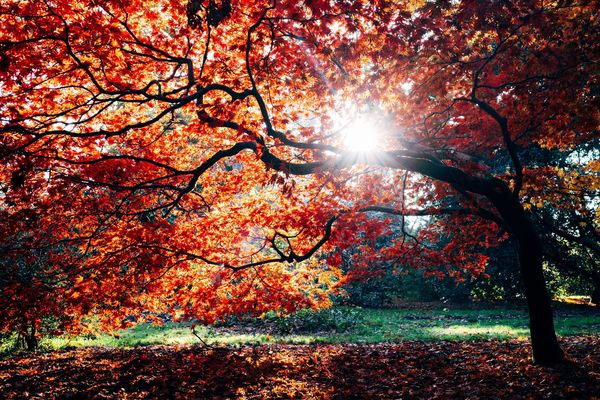 Koks rudenī, foto - Dan Freeman, Unsplash