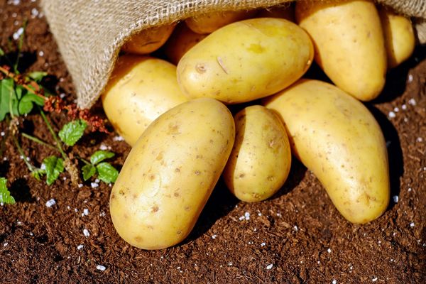 Kartupeļi, foto - Pixabay