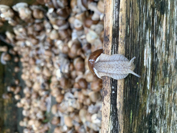 Gliemezis, Četri uz koferiem, 360TV