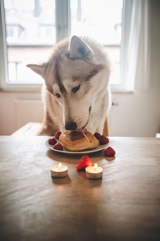Suns ēd, foto - Paul Trenekens, Unsplash