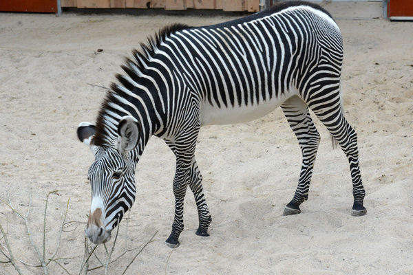 Zebra, foto Rīgas Zoo