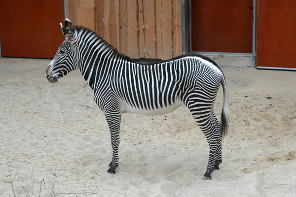 Zebra, foto Rīgas Zoo