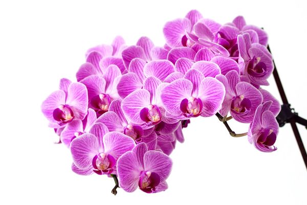 Fanelopsis - orhideja, foto Pixabay