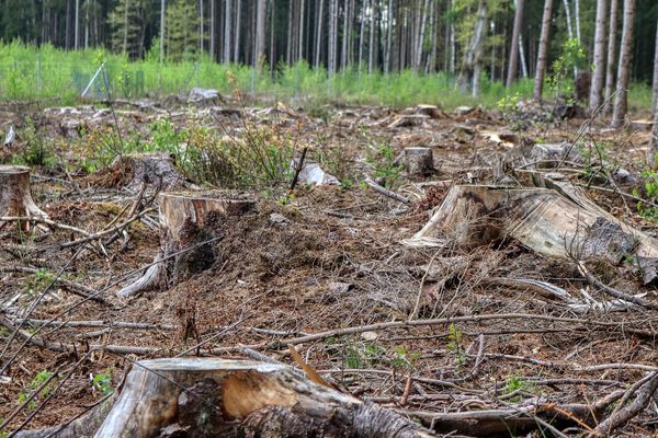 Mežu atjaunošana, cirsma, Image by planet_fox from Pixabay 