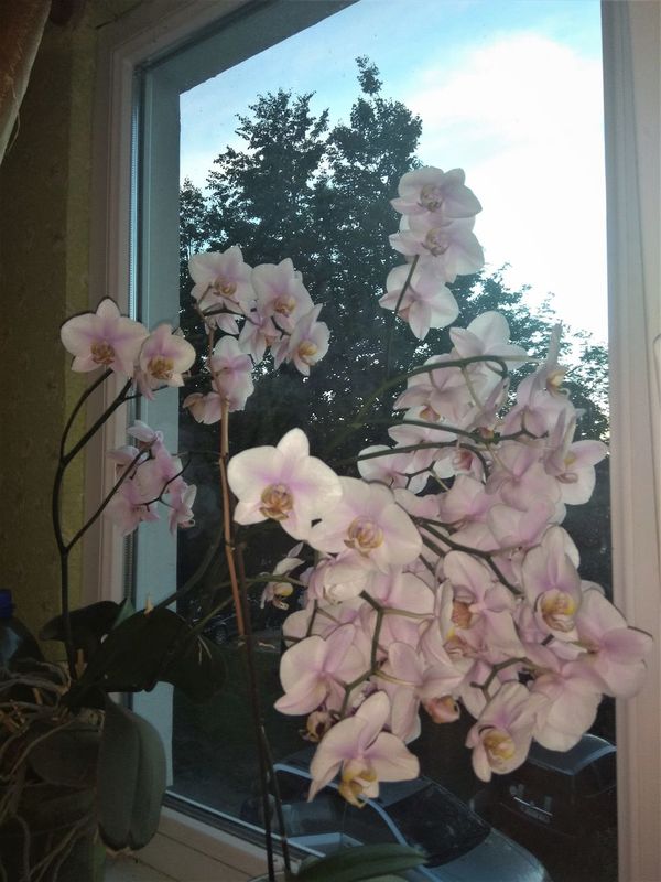 Fanelopsis - orhideja, foto - 1188