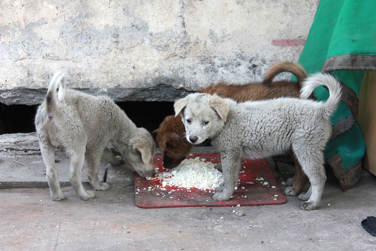 Suņi ēd rīsus, foto - Pixabay