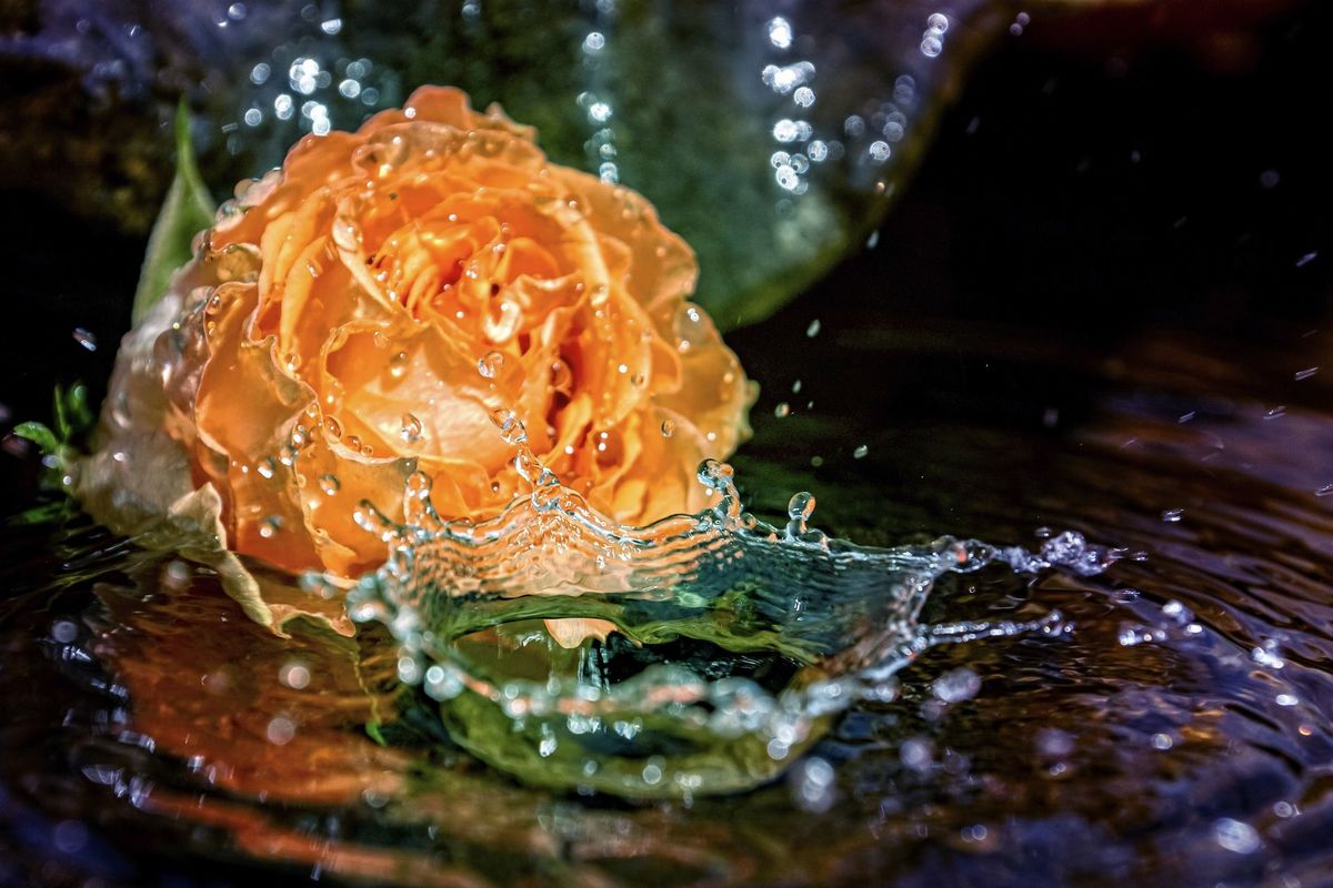 Rozes zieds ūdenī, foto - Pixabay