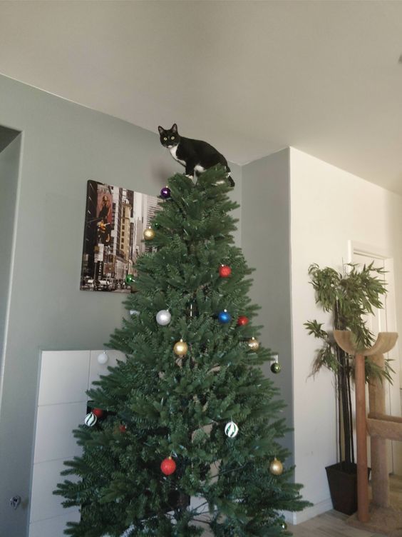 Kaķis eglē, foto - Pinterest