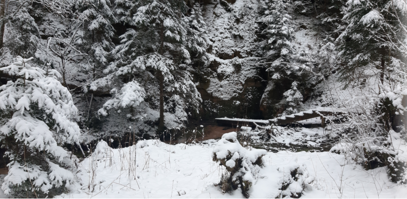 Dzidravots, Cīrulīšu dabas takas, Ziema, mežs, foto:1188