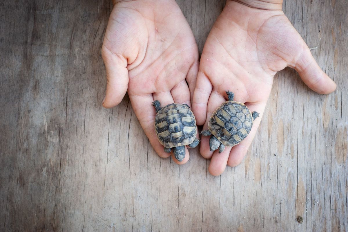 Bruņurupuči, foto - Massimo Negrello, Unsplash