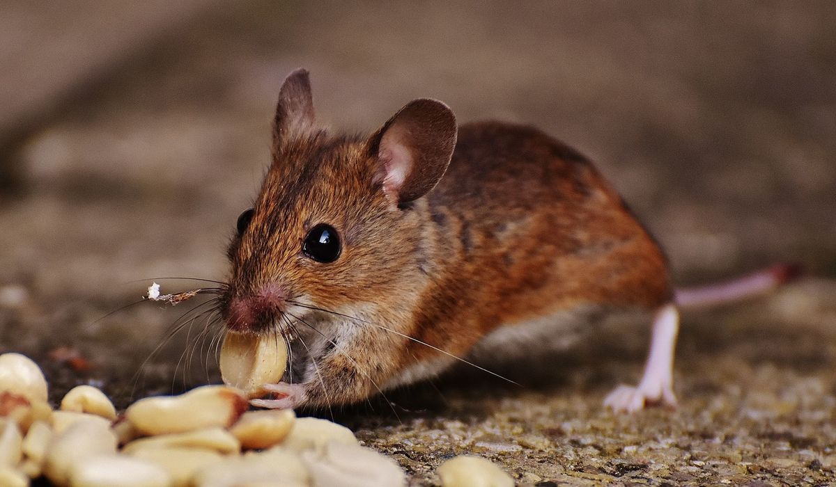 Žurkas un peles, deratizācija, foto: Pixabay