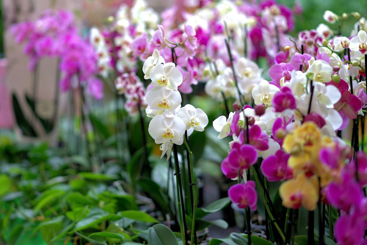 Orhidejas, foto - Pixabay