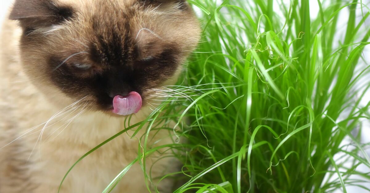 Kaķis ēd zāli, foto - Pixabay