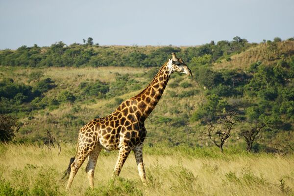 Žirafe, Photo by Adam Bignell on Unsplash
