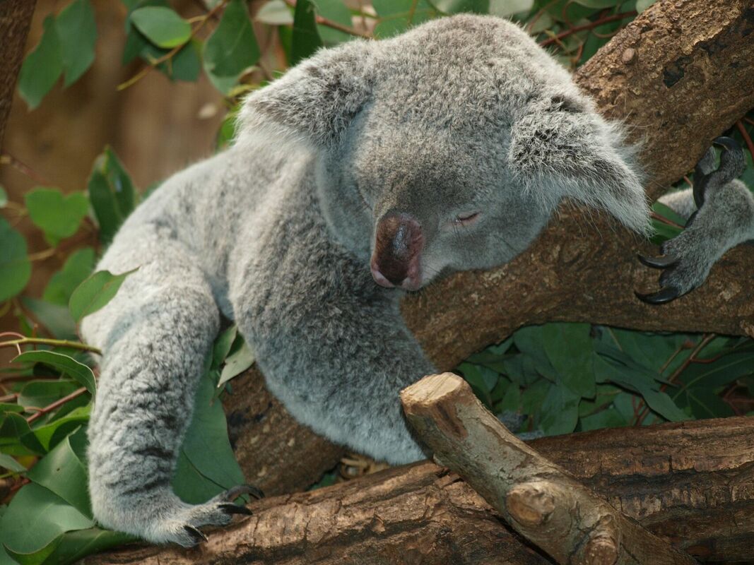 Koala - dzīvnieks, Image by PixelAnarchy from Pixabay 