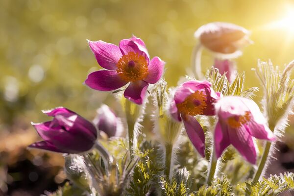 Anemones, puķes, Image by Pezibear from Pixabay 