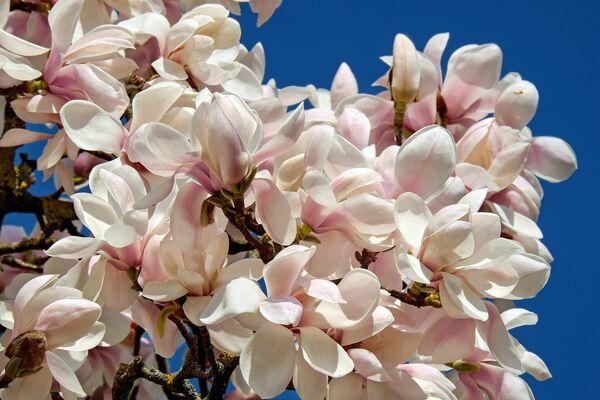 Magnolijas, Image by Couleur from Pixabay 