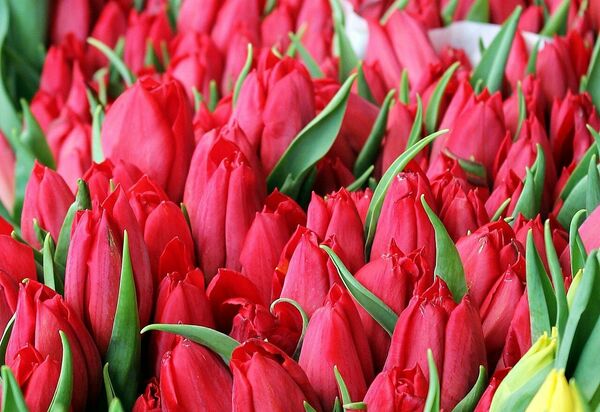 Sarkanas tulpes, foto by pixel201, pixabay.com