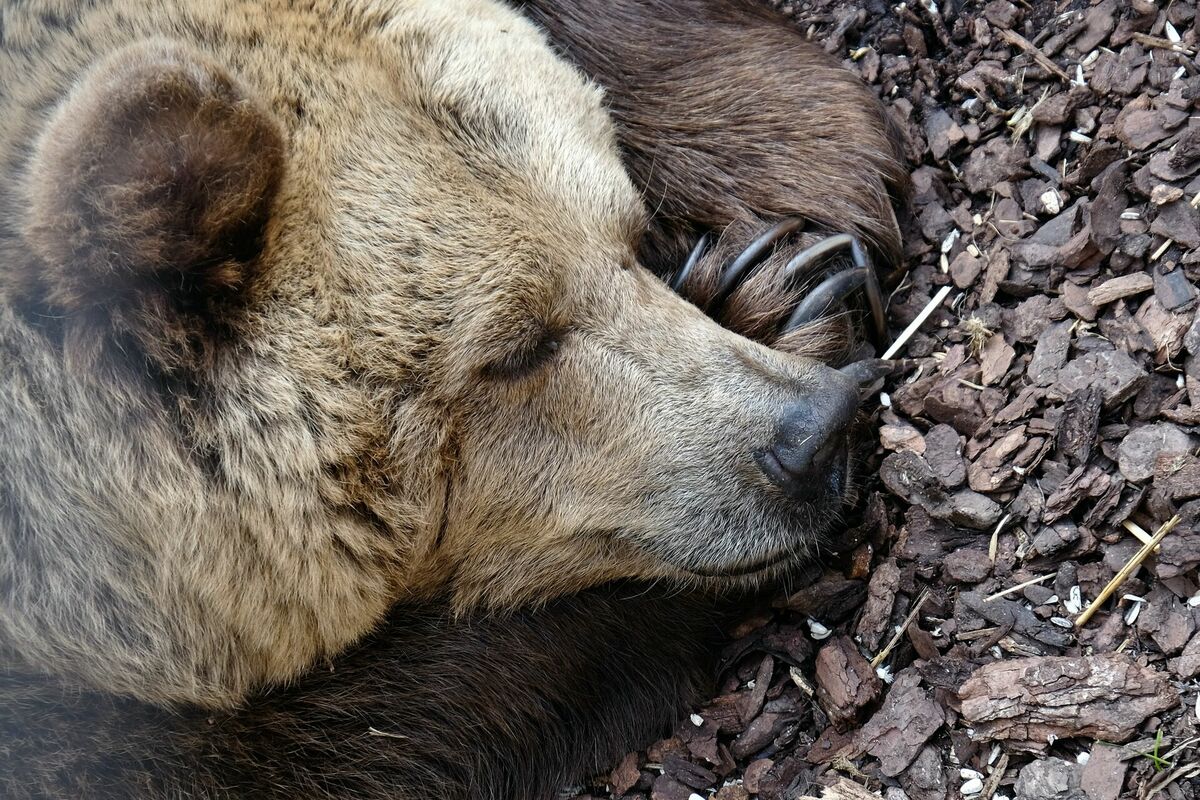 Ģertrūdes dienas ticējumi vēsta, ko mostas lāči, Photo by Daniele Levis Pelusi on Unsplash