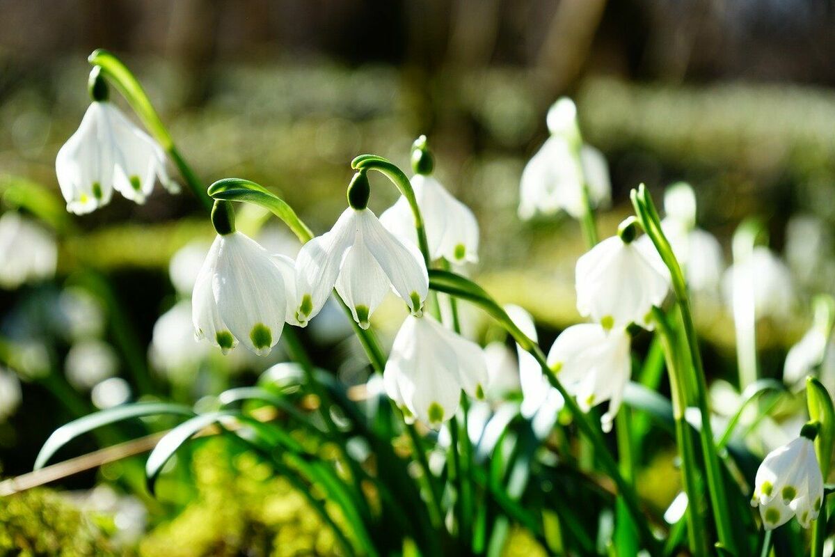 Pavasaris, foto by Hans, pixabay.com