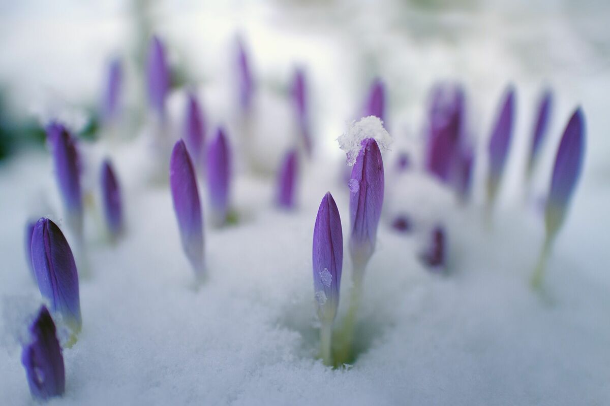Sniegs pavasarī, Image by jplenio from Pixabay 