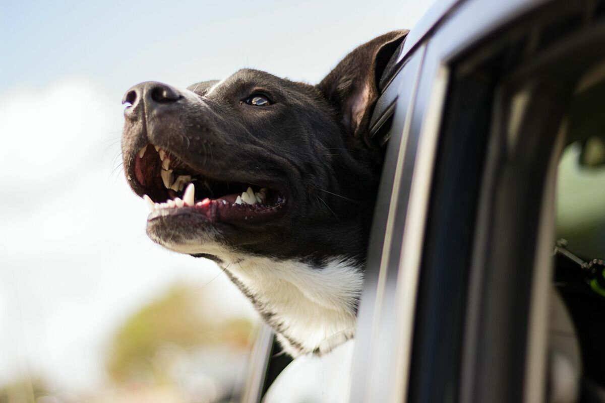 Suns automašīnā, Photo by Andrew Pons on Unsplash