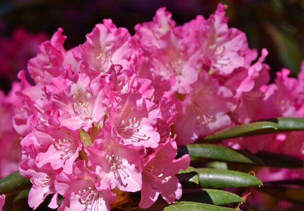 Rododendrs, Image by Capri23auto from Pixabay 