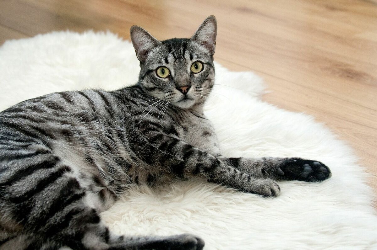 Kaķis uz paklāja, Image by Amaya Eguizábal from Pixabay 