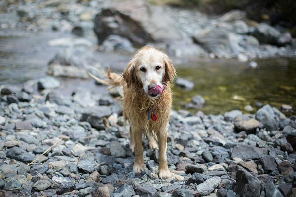 Kāpēc suns grauž akmeņus, Photo by Dan Campbell-Robinson on Unsplash